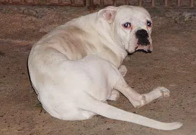 Cachorro raça  idade  nome Branco