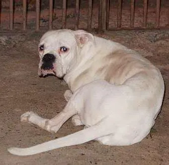 Cachorro raça  idade  nome Branco