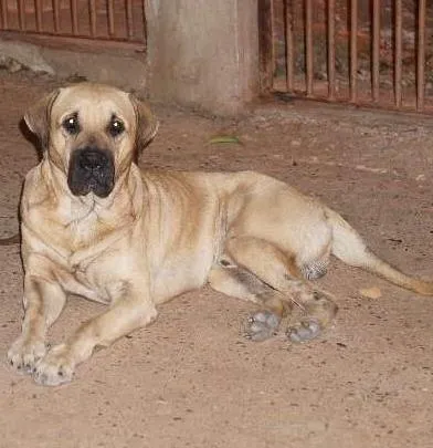 Cachorro raça  idade  nome Ralf