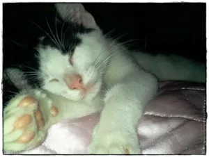 Gato raça Indefinida idade 7 a 11 meses nome Milk