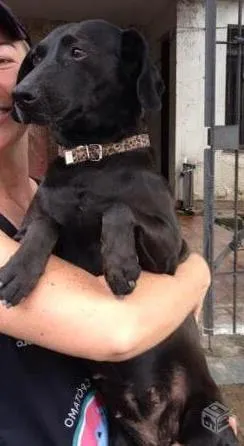 Cachorro raça sem raça definida idade 1 ano nome Preta
