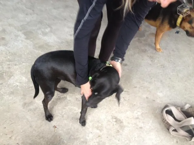 Cachorro ra a sem raça definida idade 1 ano nome Preta
