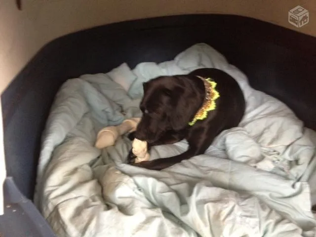 Cachorro ra a sem raça definida idade 1 ano nome Preta