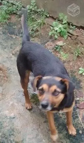 Cachorro ra a sem raça definida idade 2 anos nome Nicolau