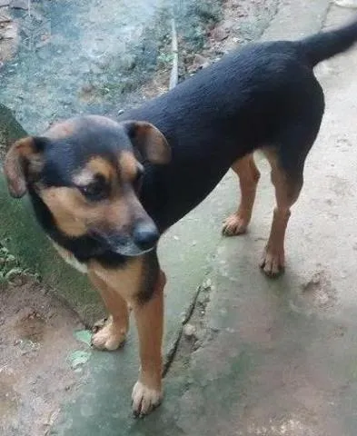 Cachorro ra a sem raça definida idade 2 anos nome Nicolau