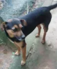Nicolau