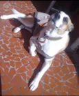 Bolinha