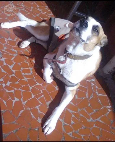 Cachorro ra a sem raça definida idade 4 anos nome Bolinha