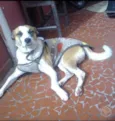 Bolinha