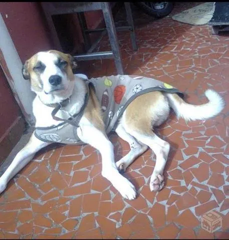 Cachorro ra a sem raça definida idade 4 anos nome Bolinha