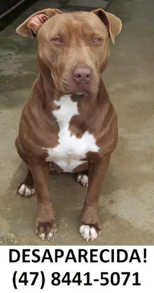 Cachorro raça Pit-Bull idade 6 ou mais anos nome raiska