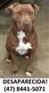 Cachorro raça Pit-Bull idade 6 ou mais anos nome raiska