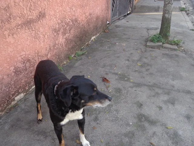 Cachorro ra a srd idade  nome Picole