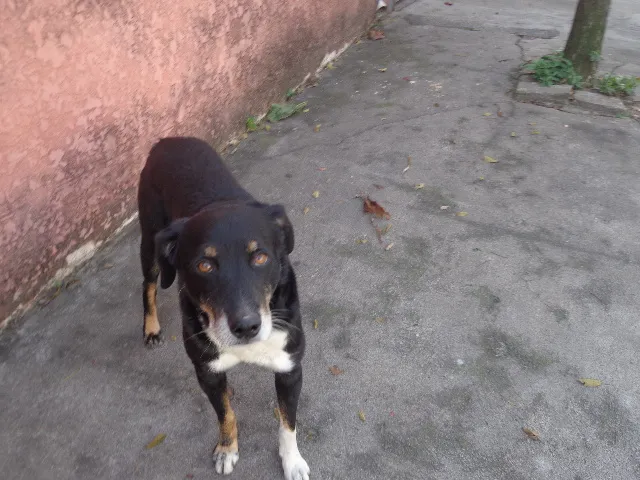 Cachorro ra a srd idade  nome Picole
