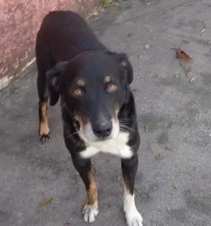 Cachorro raça srd idade  nome Picole