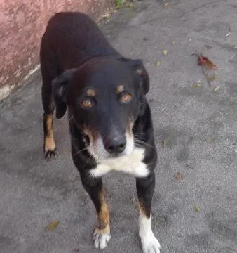 Cachorro ra a srd idade  nome Picole