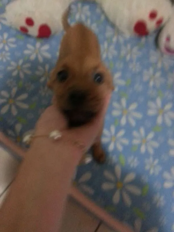 Cachorro ra a Vira Lata idade 2 a 6 meses nome Mary