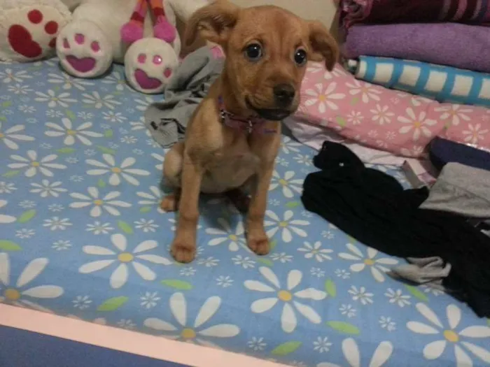 Cachorro ra a Vira Lata idade 2 a 6 meses nome Mary