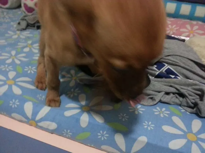 Cachorro ra a Vira Lata idade 2 a 6 meses nome Mary