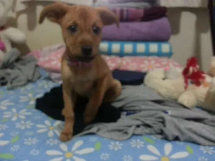 Cachorro ra a Vira Lata idade 2 a 6 meses nome Mary