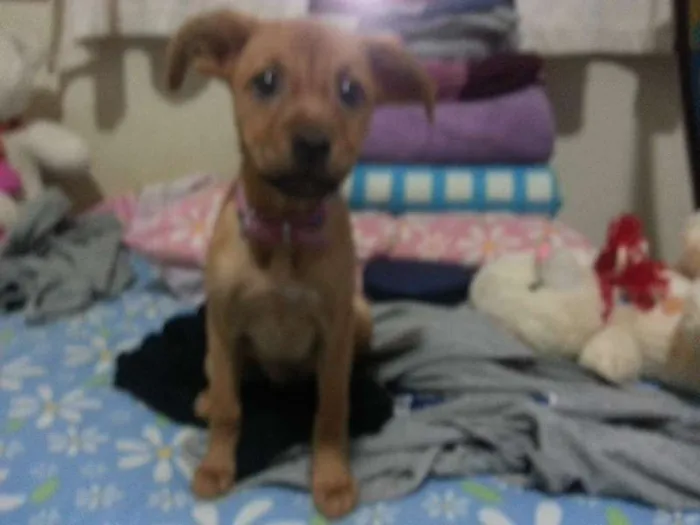 Cachorro ra a Vira Lata idade 2 a 6 meses nome Mary