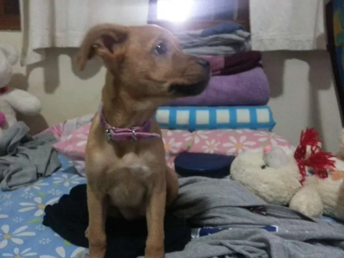 Cachorro ra a Vira Lata idade 2 a 6 meses nome Mary
