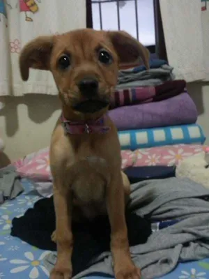 Cachorro raça Vira Lata idade 2 a 6 meses nome Mary