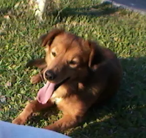 Cachorro raça Vira Lata idade 1 ano nome Rex