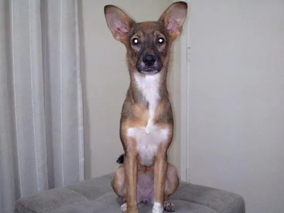 Cachorro ra a SRD idade 2 a 6 meses nome Lala