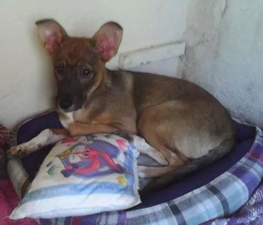 Cachorro ra a SRD idade 2 a 6 meses nome Lala