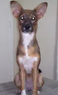 Lala