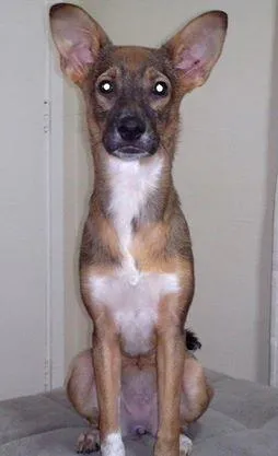 Cachorro ra a SRD idade 2 a 6 meses nome Lala