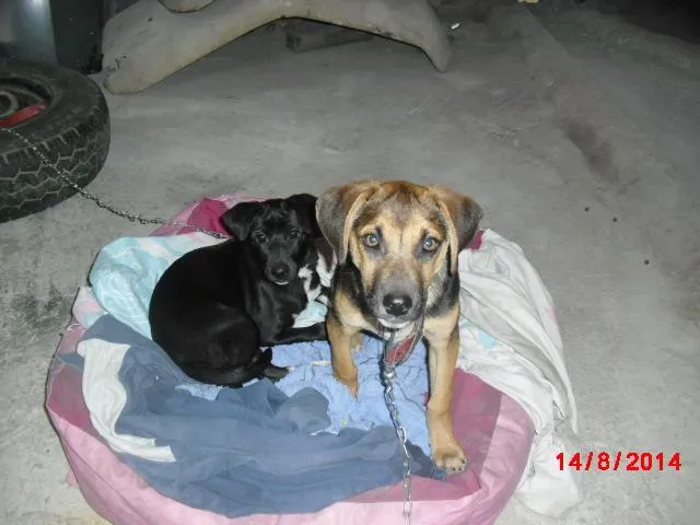 Cachorro ra a SRD idade 2 a 6 meses nome NICK