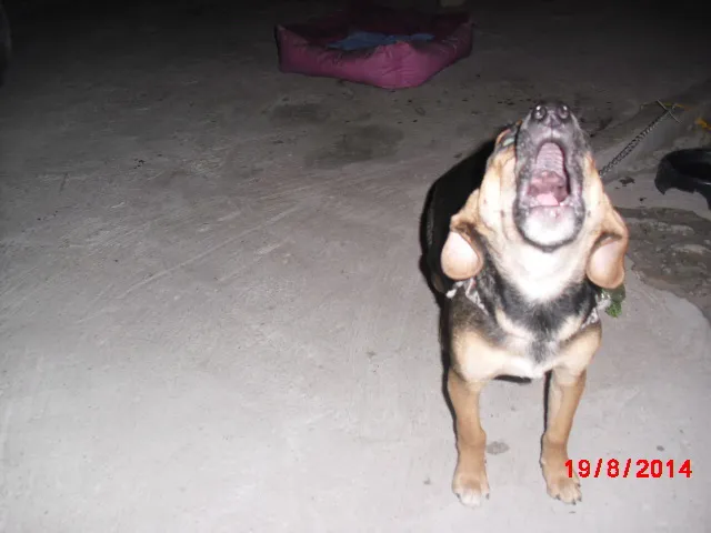 Cachorro ra a SRD idade 2 a 6 meses nome NICK