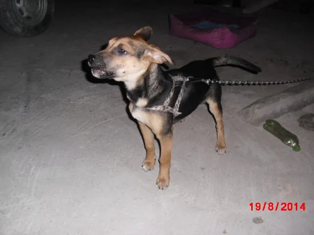 Cachorro ra a SRD idade 2 a 6 meses nome NICK