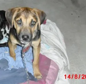 Cachorro raça SRD idade 2 a 6 meses nome NICK