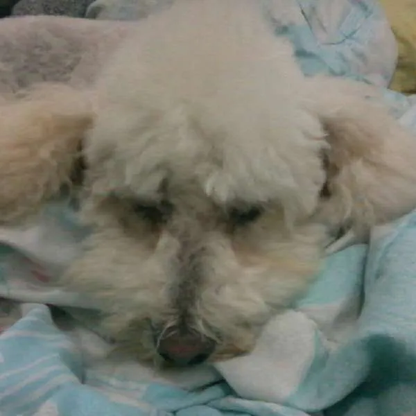 Cachorro ra a Poodle idade 6 ou mais anos nome Minino