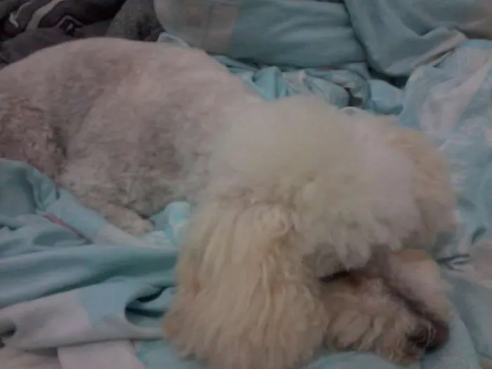 Cachorro ra a Poodle idade 6 ou mais anos nome Minino