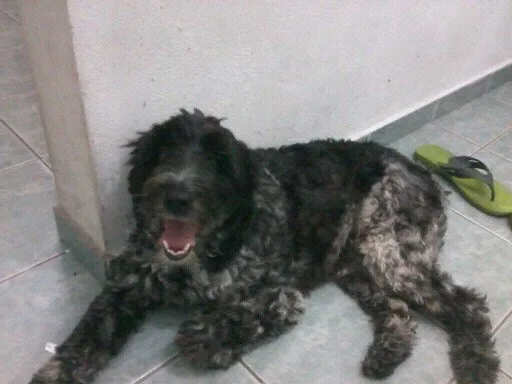 Cachorro ra a sem raça definida idade 5 anos nome Jhony