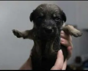 Cachorro raça - idade Abaixo de 2 meses nome -