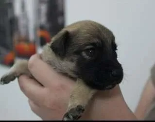 Cachorro ra a - idade Abaixo de 2 meses nome -