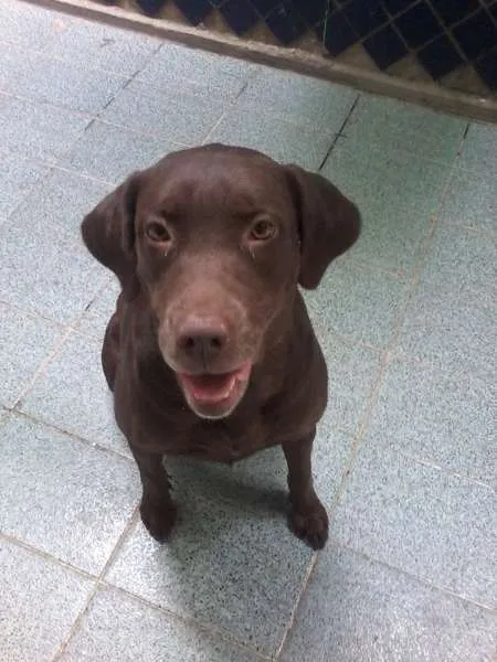 Cachorro raça Labrador idade 5 anos nome Ramona