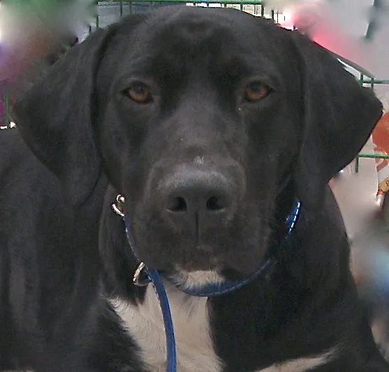 Cachorro ra a Labrador idade 2 anos nome ROQUE