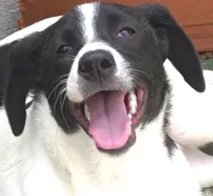 Cachorro raça  idade 7 a 11 meses nome REBECA FILHOTE
