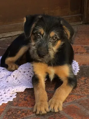 Cachorro raça SRD idade 2 a 6 meses nome Tequila