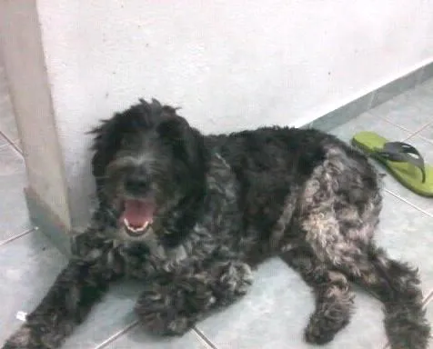 Cachorro ra a sem raça definida idade 5 anos nome Jhony