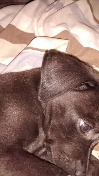 Cachorro raça Labrador(Não puro) idade 7 a 11 meses nome Zeus