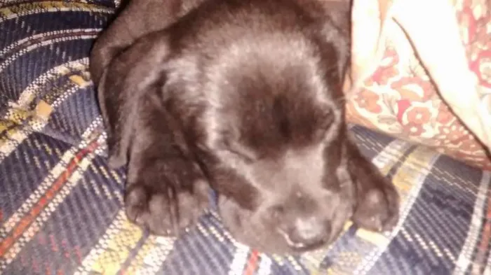 Cachorro raça Labrador(Não puro) idade 7 a 11 meses nome Zeus