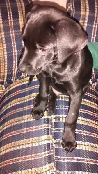 Cachorro raça Labrador(Não puro) idade 7 a 11 meses nome Zeus