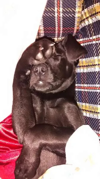 Cachorro raça Labrador(Não puro) idade 7 a 11 meses nome Zeus
